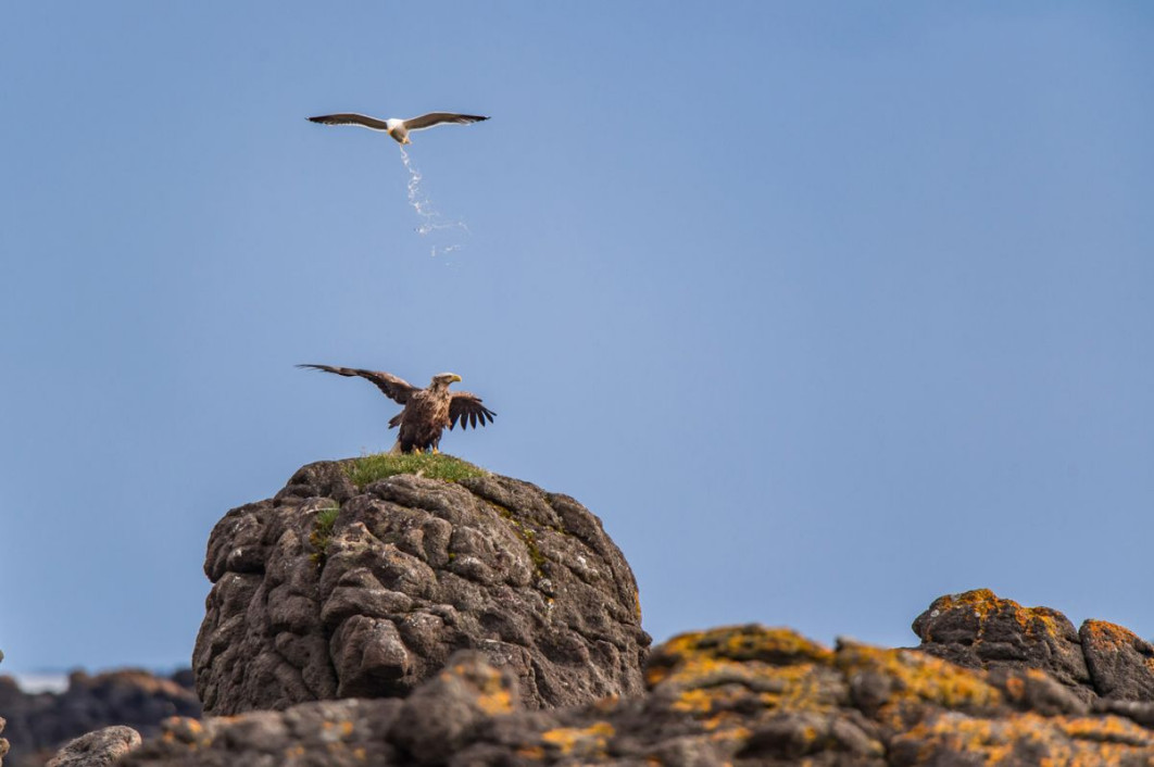 &quot;Territorial Defense Operation&quot;, fot. Antoine Reze, Nikon Comedy Wildlife Awards 2025