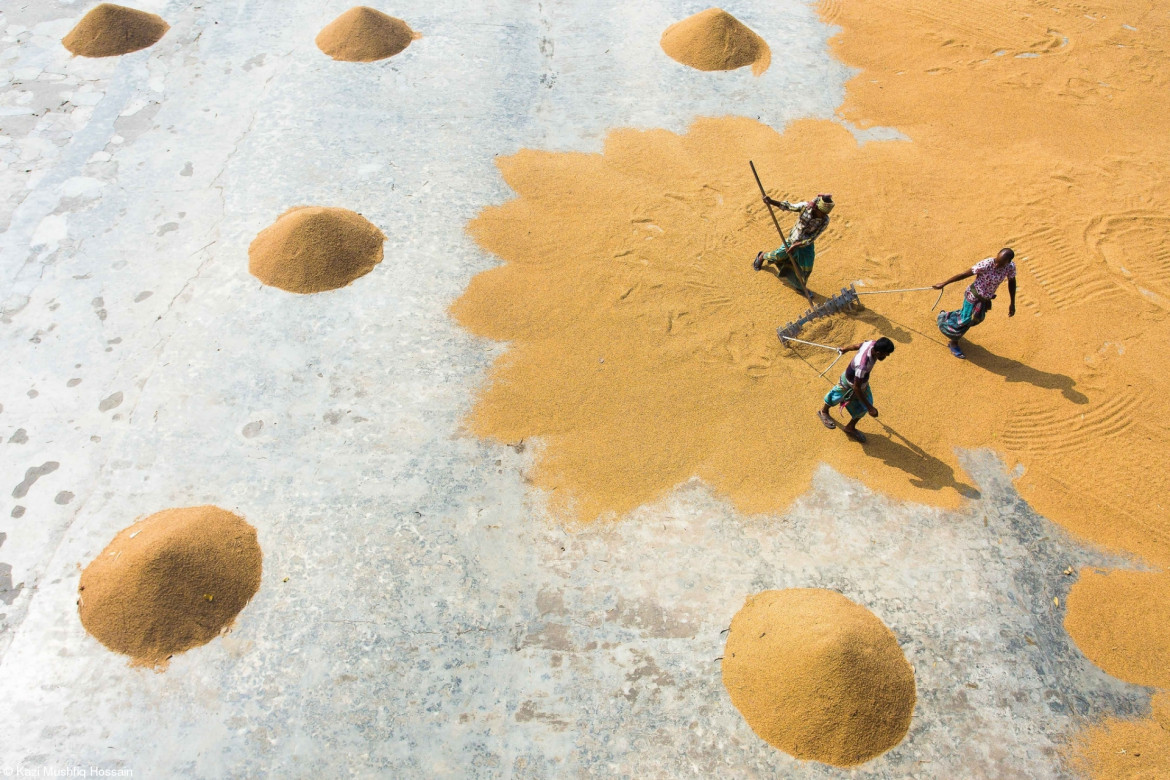 © Kazi Mushfiq, I miejsce w kategorii "Bring Home the Harvest"