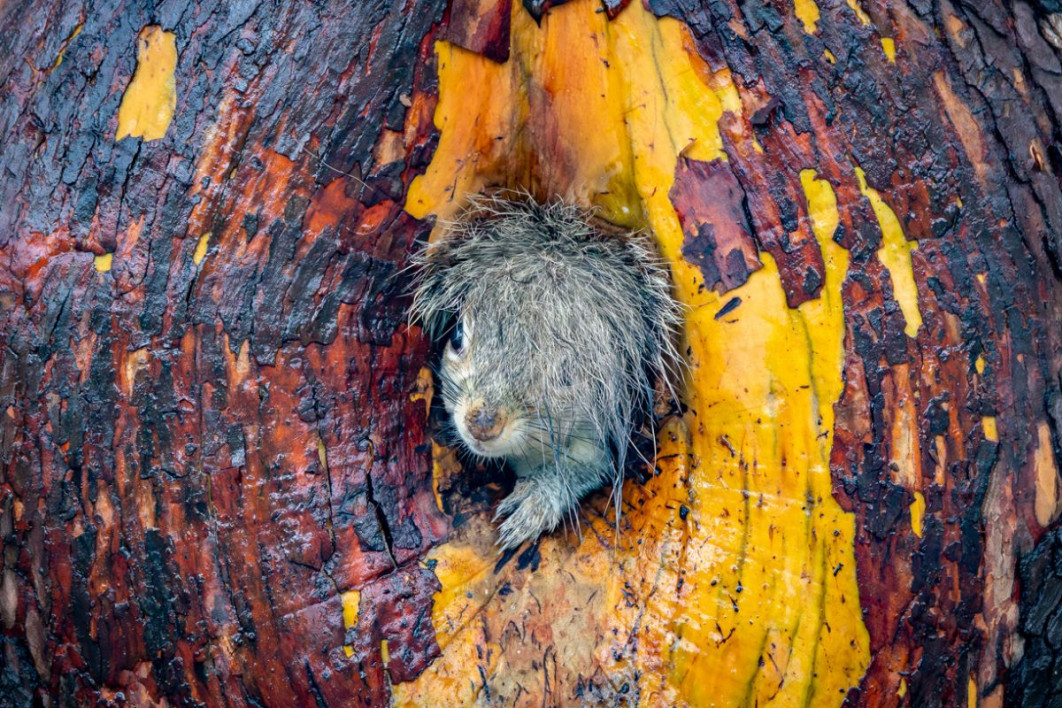 &quot;Bad Hair Day!&quot;, fot. Christy Grinton, Nikon Comedy Wildlife Awards 2025