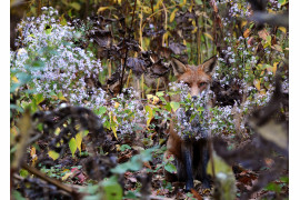 fot. Joanna Wojtal-Kalinowska, nominacja w kat. Wildlife, "Mysterious Fox"
