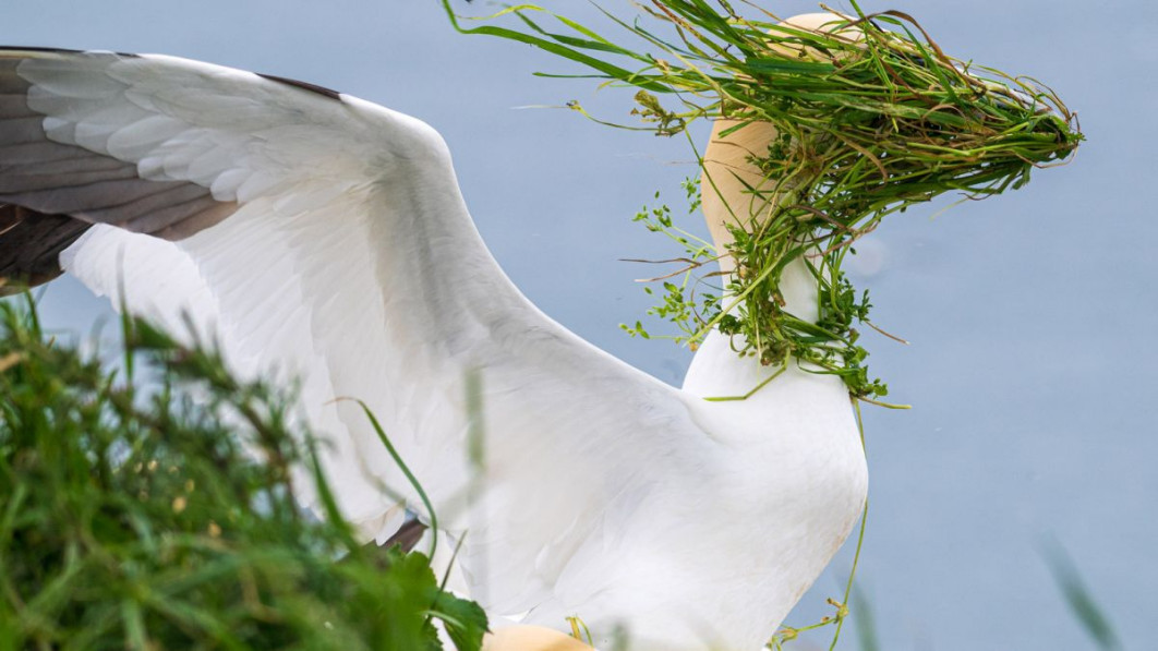 &quot;Now which direction is my nest?&quot;, fot. Alison Tuck, Nikon Comedy Wildlife Awards 2025