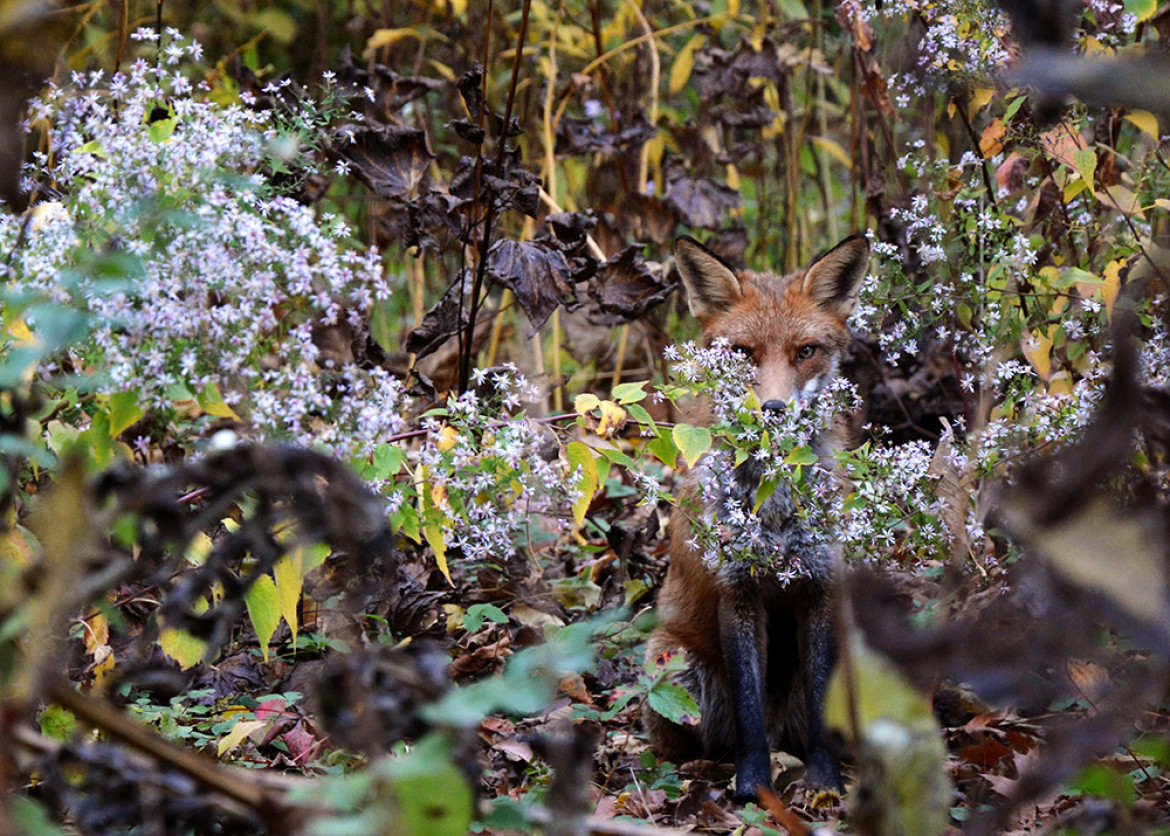 fot. Joanna Wojtal-Kalinowska, nominacja w kat. Wildlife, "Mysterious Fox"
