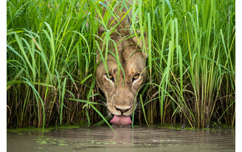 © Isak Pretorius - Wildlife Photographer of the Year