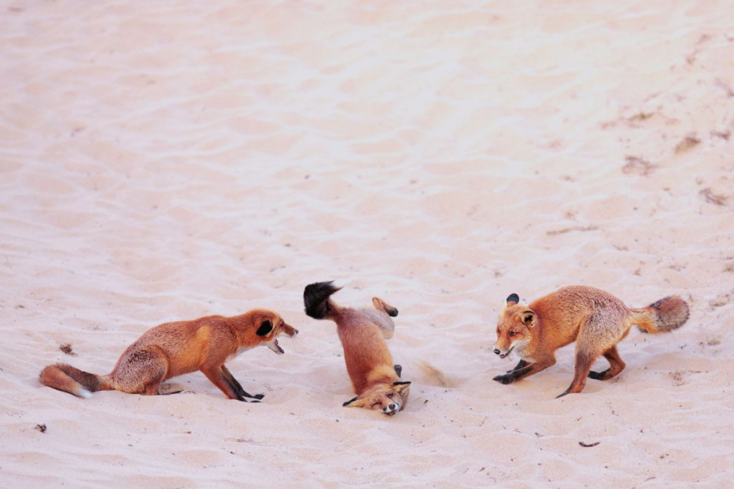 &quot;Hit the Dance Floor&quot;, fot. Paula Rustemeier, Nikon Comedy Wildlife Awards 2025