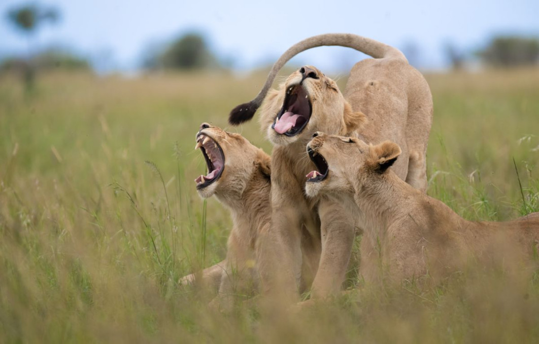 &quot;The Choir&quot;, fot. Meline Ellwanger, Nikon Comedy Wildlife Awards 2025