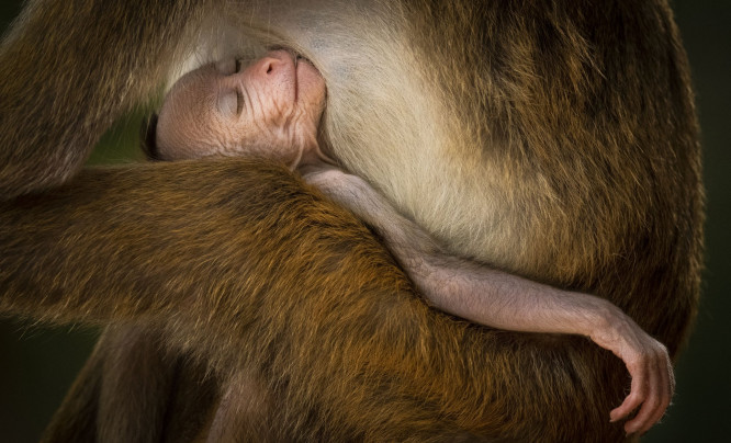 Konkurs Wildlife Photographer of the Year 2024 rozstrzygnięty. Obejrzyjcie zachwycające zdjęcia przyrody