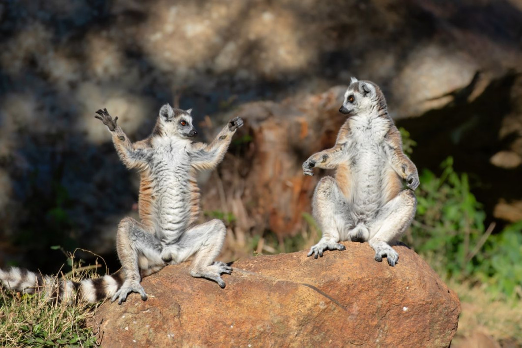 &quot;Welcome to Zen Lemur Yoga Course!&quot;, fot. Andrey Giljov, Nikon Comedy Wildlife Awards 2025