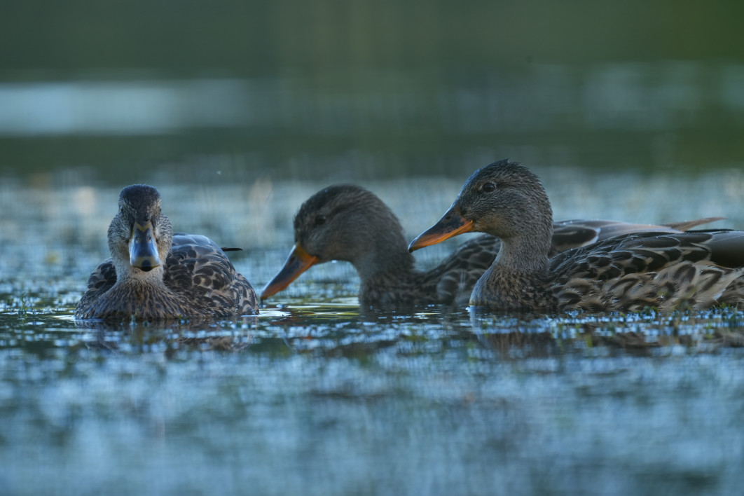 1/125 s, f/9, ISO 640, 800 mm