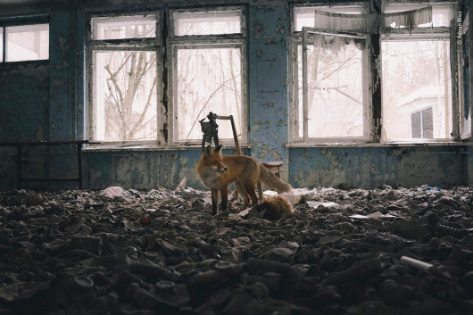 © Adrian Bliss - Wildlife Photographer of the Year