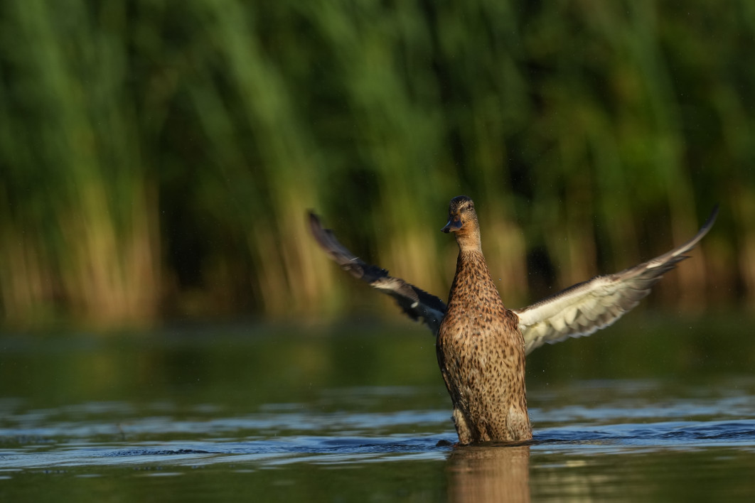 1/1000 s, f/11, ISO 800, 800 mm, crop APS-C