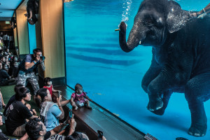 Wildlife Photographer of the Year 2021 - zobacz najlepsze zdjęcia przyrodnicze ostatniego roku