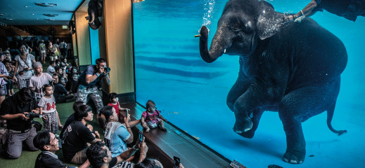 Wildlife Photographer of the Year 2021 - zobacz najlepsze zdjęcia przyrodnicze ostatniego roku