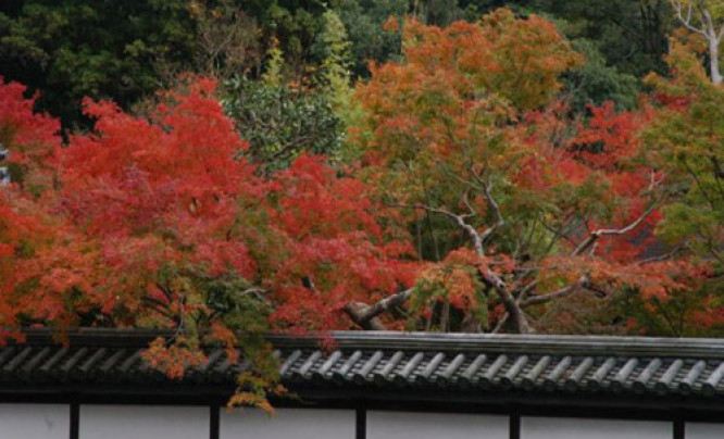  "Japonia - czerwone ogrody i szklane domy" - pokaz w Muzeum Ziemi