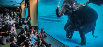 Wildlife Photographer of the Year 2021 - zobacz najlepsze zdjęcia przyrodnicze ostatniego roku