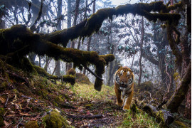 © Emmanuel Rondeau - Wildlife Photographer of the Year