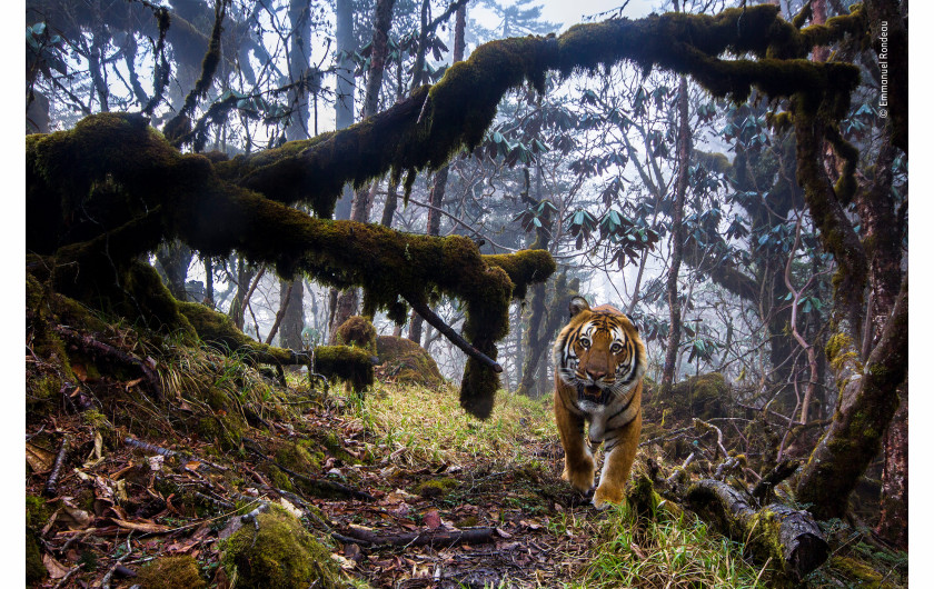 © Emmanuel Rondeau - Wildlife Photographer of the Year