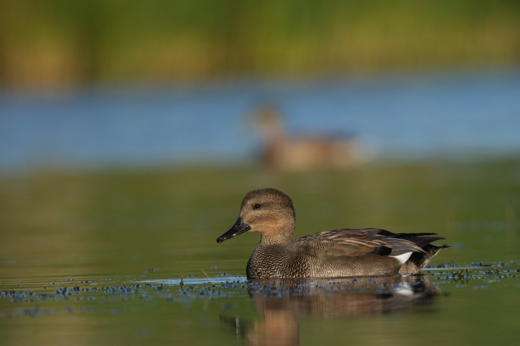 1/1600 s, f/9, ISO 800, 800 mm, crop APS-C