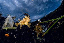 © Greg Lecoeur - Wildlife Photographer of the Year