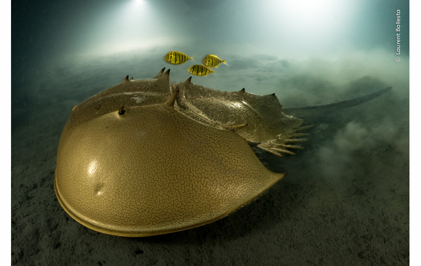 “The golden horseshoe” z projektu “The ancient mariner”, fot.  Laurent Ballesta, Francja 
Zwycięzca w kategorii “Portfolio Award”

Skrzypłocz (Tachypleus tridentatus) porusza się powoli w mule. Jego złoty pancerz ochronny skrywa 12 wyrostków. Nad nim znajduje się trio młodych złotawek, które czekają na jadalne kąski wyorane po jego przejściu.  
Laurent Ballesta wybrał się na poszukiwanie skrzypłoczów w chronionych wodach wyspy Pangatalan na Filipinach.  Biolog morski i fotograf Laurent Ballesta poświęcił swoje życie badaniu oceanów. Na koncie ma serię dużych wypraw, z których każda wiązała się z naukowymi badaniami i wyzwaniami nurkowymi. Wszystkie zaowocowały bezprecedensowymi zdjęciami.  Ostrogony przetrwały ponad 100 milionów lat, ale obecnie zmagają się z niszczeniem siedlisk i nadmiernymi połowami ze względu na pożywienie i krew, wykorzystywaną do opracowywania szczepionek. Jednak w chronionych wodach u wybrzeży wyspy Pangatalan jest nadzieja na jego przetrwanie. 

Lokalizacja: Wyspa Pangatalan, Palawan, Filipiny  
Szczegóły techniczne: Nikon D5 + Nikkor 13 mm f/5.6; 1/25 s; f/22; ISO 800; obudowa Seacam; 2x stroboskopy Seacam  
