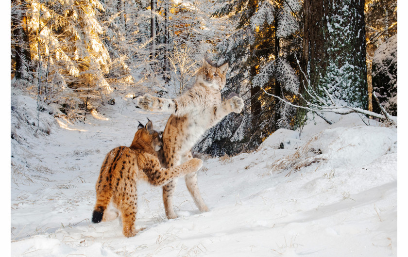 © Julius Kramer - Wildlife Photographer of the Year