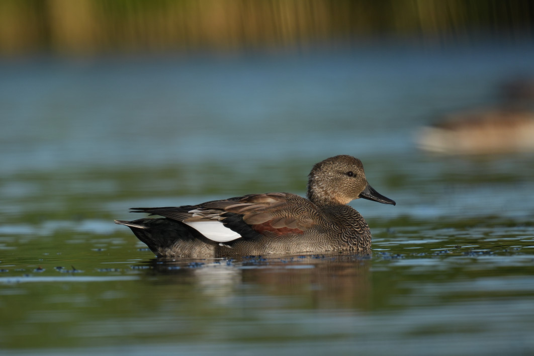 1/640 s, f/9, ISO 320, 800 mm, crop APS-C