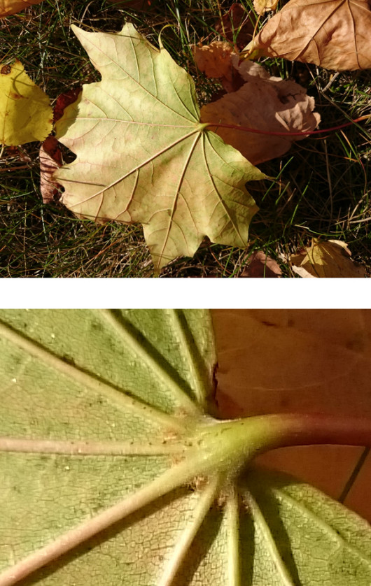 Xperia Z3, ISO 50