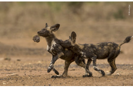 © Nicholas Dyer - Wildlife Photographer of the Year