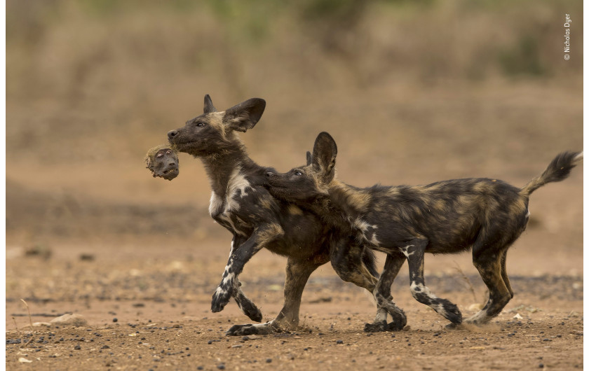 © Nicholas Dyer - Wildlife Photographer of the Year