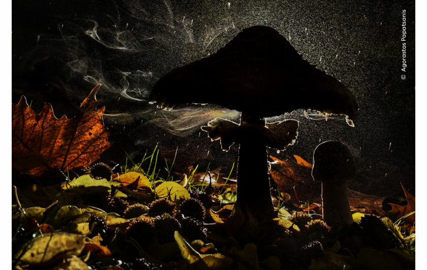 “Last breath of autumn”, fot. Agorastos Papatsanis, Grecja 
Zwycięzca w kategorii “Plants and Fungi”  
Agorastos Papatsanis sfotografował grzyba uwalniającego zarodniki w lesie.  Od dawna zafascynowany grzybami, Agorastos użył swojego srebrnego parasola fotograficznego, aby zapobiec zamoczeniu aparatu i przykrył starannie lampę błyskową plastikową torbą. Kolorowe akcenty pochodzą z załamania światła przechodzącego przez obciążone zarodnikami prądy powietrza i deszcz. Czubajka kania uwalnia zarodniki z blaszek pod kapeluszem. Miliardy maleńkich zarodników przemieszczają się - zwykle niewidoczne - w prądach powietrza. Niektóre z nich lądują tam, gdzie jest wilgoć i pożywienie, umożliwiając im rozwój. 
 Lokalizacja: Góra Olimp, Pieria, Grecja  
Szczegóły techniczne: Nikon D810 + Nikkor AF-S Micro 105 mm f/2.8G IF-ED VR; 1/40 s; f/36; ISO 500; lampa błyskowa Godox + wyzwalacz; mini statyw Leofoto
