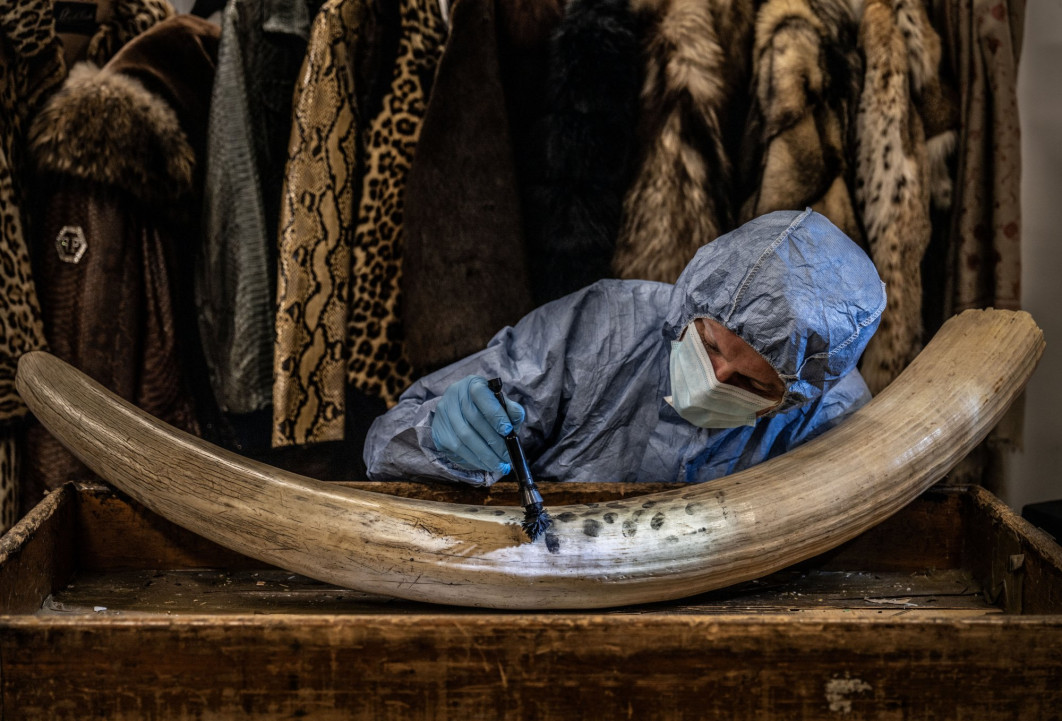 <strong>Dusting for New Evidence, fot. Britta Jaschinski, Niemcy/UK, Zwycięzca w kategorii: Photojournalism, Wildlife Photographer of the Year 2024</strong><br/>
Britta Jaschinski przygląda się, jak śledczy z londyńskiej policji szuka odcisków palców na skonfiskowanych kłach.
Britta spędziła czas w departamencie CITES Border Force, gdzie badane są skonfiskowane produkty pochodzenia zwierzęcego. Nowo opracowany proszek magnetyczny pozwala ekspertom uzyskać odciski palców z kości słoniowej do 28 dni po jej dotknięciu, zwiększając szanse na zidentyfikowanie osób zaangażowanych w nielegalny handel.
Międzynarodowy Fundusz na rzecz Dobrostanu Zwierząt rozprowadził ponad 200 specjalnie stworzonych zestawów wśród służb granicznych z 40 krajów. Odegrały one kluczową rolę w czterech sprawach, które doprowadziły do 15 aresztowań.
<br/>
Sprzęt: Leica SL2 + 24–90 mm f/2.8–4; 62 mm, 1/80 s, f/3.8; ISO 200