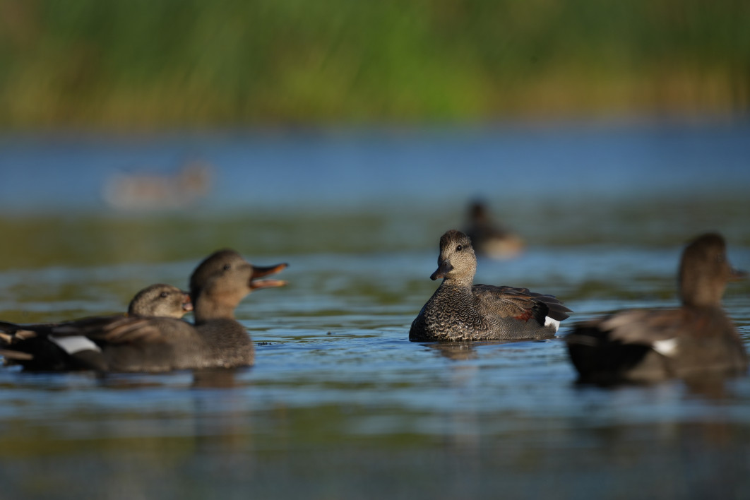 1/800 s, f/9, ISO 400, 800 mm