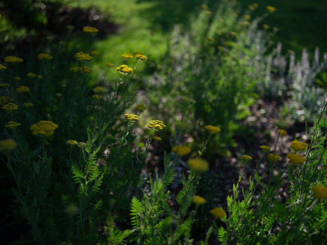 1/1500 s, f/1.7, ISO 80, 55 mm