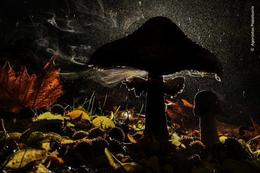 “Last breath of autumn”, fot. Agorastos Papatsanis, Grecja 
Zwycięzca w kategorii “Plants and Fungi”  
Agorastos Papatsanis sfotografował grzyba uwalniającego zarodniki w lesie.  Od dawna zafascynowany grzybami, Agorastos użył swojego srebrnego parasola fotograficznego, aby zapobiec zamoczeniu aparatu i przykrył starannie lampę błyskową plastikową torbą. Kolorowe akcenty pochodzą z załamania światła przechodzącego przez obciążone zarodnikami prądy powietrza i deszcz. Czubajka kania uwalnia zarodniki z blaszek pod kapeluszem. Miliardy maleńkich zarodników przemieszczają się - zwykle niewidoczne - w prądach powietrza. Niektóre z nich lądują tam, gdzie jest wilgoć i pożywienie, umożliwiając im rozwój. 
 Lokalizacja: Góra Olimp, Pieria, Grecja  
Szczegóły techniczne: Nikon D810 + Nikkor AF-S Micro 105 mm f/2.8G IF-ED VR; 1/40 s; f/36; ISO 500; lampa błyskowa Godox + wyzwalacz; mini statyw Leofoto
