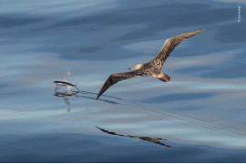 © Sue Forbes - Wildlife Photographer of the Year