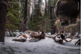 fot. Zack Clothier, "Grizzly leftovers", nagroda w kat. Animals in their Environment / Wildlife Photographer of the Year 2021<br></br><br></br>Zack uznał, że szczątki łosia bedą idealnym miejscem do ustawienia fotopułapki. Powrót na miejsce był trudny. Zack przedzierał się przez tryskające strumienie i powalone drzewa, tylko po to, by zobaczyć, że cały jego zestaw został zniszczony. To ostatnia klatka uchwycona przez aparat.<br></br><br></br>Niedźwiedzie Grizzlie, podgatunek niedźwiedzi brunatnych, spędzają do siedmiu miesięcy w lekkiej hibernacji. Gdy przebudzają się na wiosnę są głodne i spożywają różnorodne pożywienie, w tym ssaki.