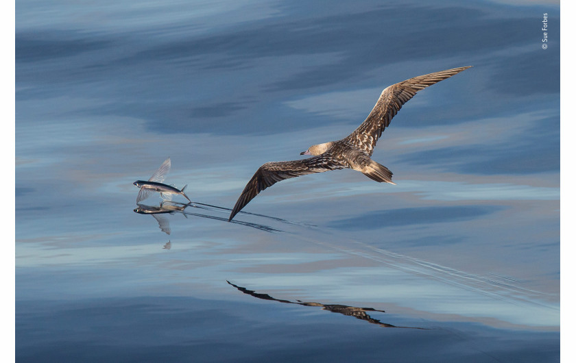 © Sue Forbes - Wildlife Photographer of the Year