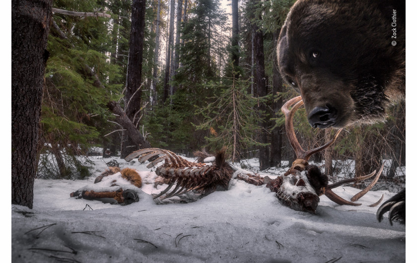 fot. Zack Clothier, Grizzly leftovers, nagroda w kat. Animals in their Environment / Wildlife Photographer of the Year 2021Zack uznał, że szczątki łosia bedą idealnym miejscem do ustawienia fotopułapki. Powrót na miejsce był trudny. Zack przedzierał się przez tryskające strumienie i powalone drzewa, tylko po to, by zobaczyć, że cały jego zestaw został zniszczony. To ostatnia klatka uchwycona przez aparat.Niedźwiedzie Grizzlie, podgatunek niedźwiedzi brunatnych, spędzają do siedmiu miesięcy w lekkiej hibernacji. Gdy przebudzają się na wiosnę są głodne i spożywają różnorodne pożywienie, w tym ssaki.