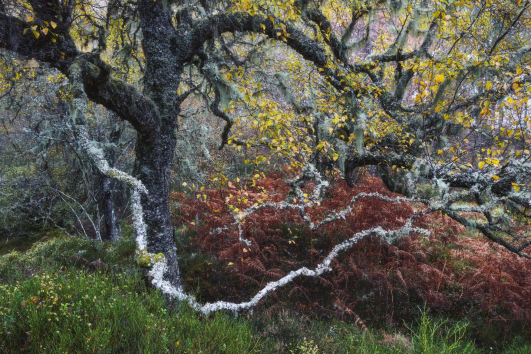 <strong>Old Man of the Glen. fot. Fortunato Gatto, Włochy, Zwycięzca w kategorii: Plants and Fungi, Wildlife Photographer of the Year 2024
</strong><br/>
Fortunato Gatto natrafia na sękatą starą brzozę ozdobioną bladymi porostami „brody starca”.
Fortunato często samotnie odwiedza stare lasy sosnowe Glen Affric, aby zatracić się w ich zawiłym, chaotycznym, ponadczasowym pięknie. Blade porosty tzw. „brody starca” wskazują, że jest to obszar o minimalnym zanieczyszczeniu powietrza.
Glen Affric jest domem dla największej koncentracji rodzimych drzew w Wielkiej Brytanii, co czyni go ważnym ekosystemem. Analiza pyłków zachowanych w warstwowych osadach wskazuje, że las stoi tu od co najmniej 8300 lat.<br/>
Sprzęt. Canon EOS R5 + 24–105 mm f/4; 4 s, f/13, ISO 320