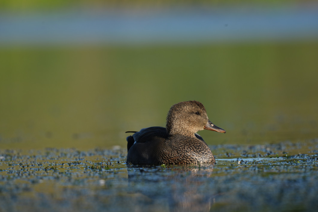 1/640 s, f/9, ISO 400, 800 mm