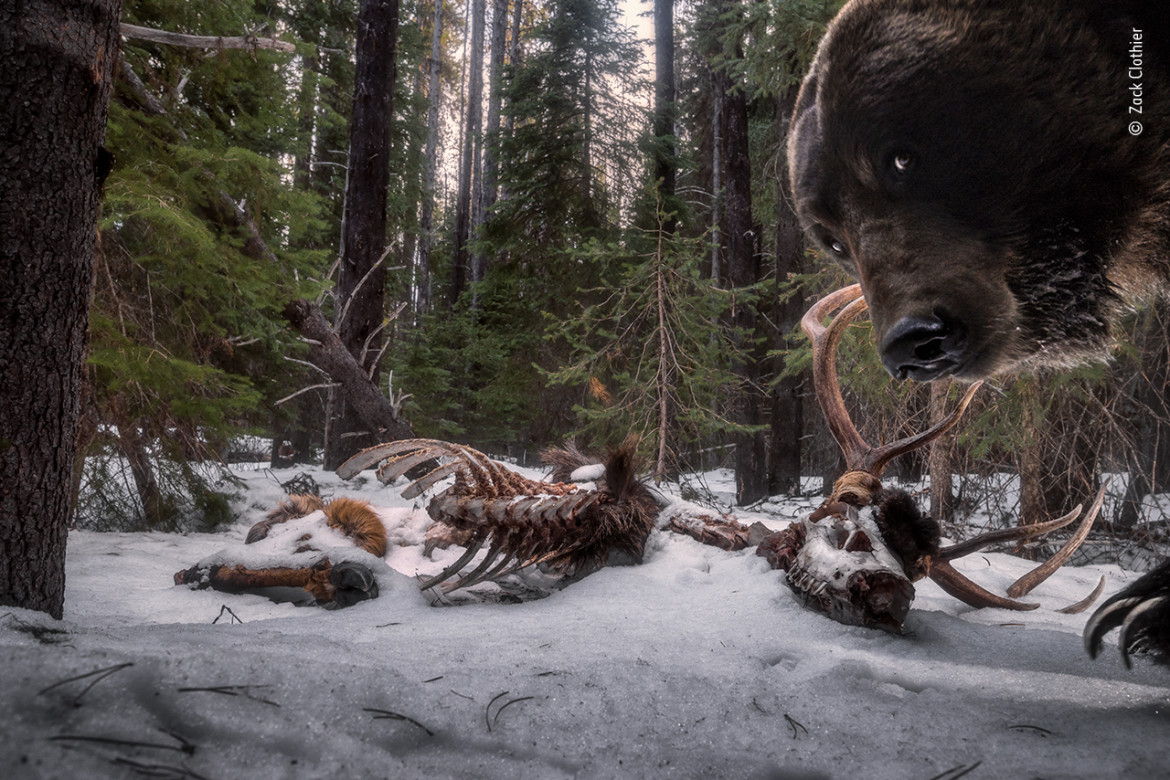 fot. Zack Clothier, "Grizzly leftovers", nagroda w kat. Animals in their Environment / Wildlife Photographer of the Year 2021<br></br><br></br>Zack uznał, że szczątki łosia bedą idealnym miejscem do ustawienia fotopułapki. Powrót na miejsce był trudny. Zack przedzierał się przez tryskające strumienie i powalone drzewa, tylko po to, by zobaczyć, że cały jego zestaw został zniszczony. To ostatnia klatka uchwycona przez aparat.<br></br><br></br>Niedźwiedzie Grizzlie, podgatunek niedźwiedzi brunatnych, spędzają do siedmiu miesięcy w lekkiej hibernacji. Gdy przebudzają się na wiosnę są głodne i spożywają różnorodne pożywienie, w tym ssaki.