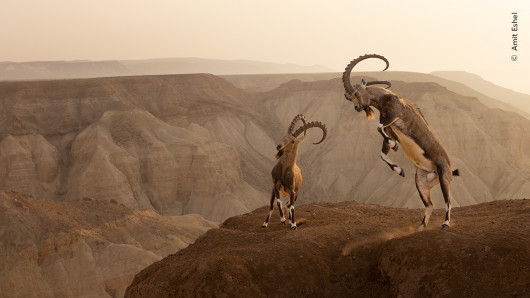 “Life on the edge”, fot. Amit Eshel, Izrael 
Zwycięzca w kategorii “Animals in their Environment”  
Amit Eshel był świadkiem dramatycznego starcia dwóch koziorożców nubijskich na klifie.    Po dotarciu do punktu widokowego na szczycie, Amit powoli podkradł się bliżej, aby uchwycić starcie na dramatycznym tle używając szerokokątnego obiektywu. Walka trwała około 15 minut, zanim jeden z samców poddał się. Pojedynek zakończył się bez poważnych obrażeń. W czasie poprzedzającym okres godowy część sierści samców ciemnieje a ich kark staje się bardziej umięśniony. W trakcie potyczek rywale podnoszą się na tylnych łapach i zderzają się głowami. Czasami łamią się przy tym ich rogi.   
Lokalizacja: Pustynia Zin, Izrael   
Szczegóły techniczne: Canon EOS R5 + Canon RF 24-70 mm f/2.8L IS USM przy 45 mm; 1/800 s; f/8; ISO 500  

