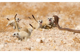 © Tertius-A-Gous - Wildlife Photographer of the Year