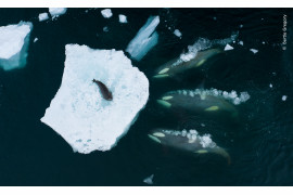 <strong>“Whales making waves”, autor: Bertie Gregory, Wielka Brytania <br/>
Zwycięzca w kategorii “Behaviour: Mammals” </strong><br /><br />
Gregory sfotografował stado orek, które przygotowują się do ataku na fokę Weddella.  Bertie odbył dwie miesięczne wyprawy w poszukiwaniu orek.  "Spędziliśmy każdą minutę na dachu łodzi, skanując otoczenie" - wspomina.  Po walce z silnym wiatrem i mrozem udało mu się uchwycić to niezwykłe zdarzenie za pomocą drona.  Orki na zdjęciu należą do grupy, specjalizującej się w polowaniu na foki poprzez nacieranie w kierunku lodu, tworząc falę, która zmywa fokę z kry. Wraz z rosnącymi temperaturami, które topią kry lodowe, foki spędzają więcej czasu na lądzie. Z tego powodu ta strategia polowania u orek może zaniknąć.  <br /><br />
Lokalizacja: Półwysep Antarktyczny, Antarktyda <br/>
 Szczegóły techniczne: DJI Mavic 2 Pro + Hasselblad L1D-20c + 28 mm f/2.8; 1/120 s; f4; ISO 100
