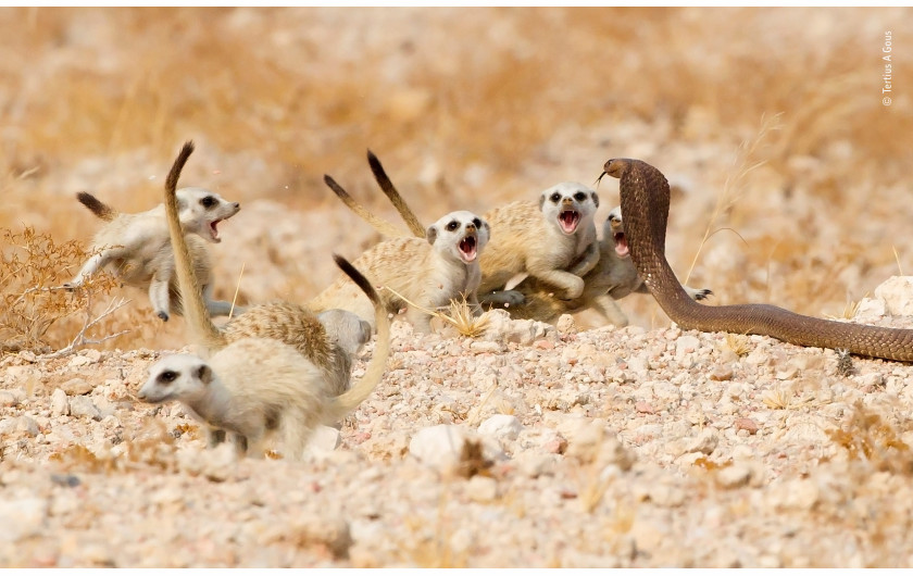 © Tertius-A-Gous - Wildlife Photographer of the Year