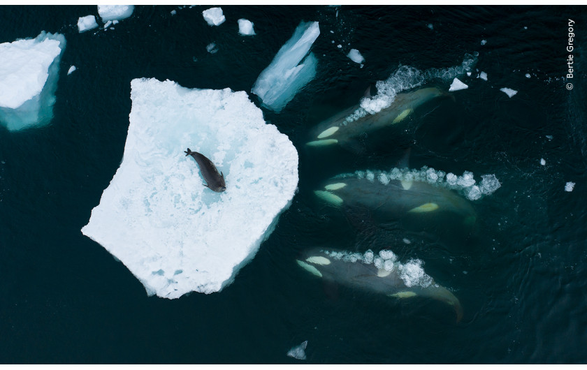 “Whales making waves”, autor: Bertie Gregory, Wielka Brytania 
Zwycięzca w kategorii “Behaviour: Mammals” 
Gregory sfotografował stado orek, które przygotowują się do ataku na fokę Weddella.  Bertie odbył dwie miesięczne wyprawy w poszukiwaniu orek.  Spędziliśmy każdą minutę na dachu łodzi, skanując otoczenie - wspomina.  Po walce z silnym wiatrem i mrozem udało mu się uchwycić to niezwykłe zdarzenie za pomocą drona.  Orki na zdjęciu należą do grupy, specjalizującej się w polowaniu na foki poprzez nacieranie w kierunku lodu, tworząc falę, która zmywa fokę z kry. Wraz z rosnącymi temperaturami, które topią kry lodowe, foki spędzają więcej czasu na lądzie. Z tego powodu ta strategia polowania u orek może zaniknąć.  
Lokalizacja: Półwysep Antarktyczny, Antarktyda 
 Szczegóły techniczne: DJI Mavic 2 Pro + Hasselblad L1D-20c + 28 mm f/2.8; 1/120 s; f4; ISO 100
