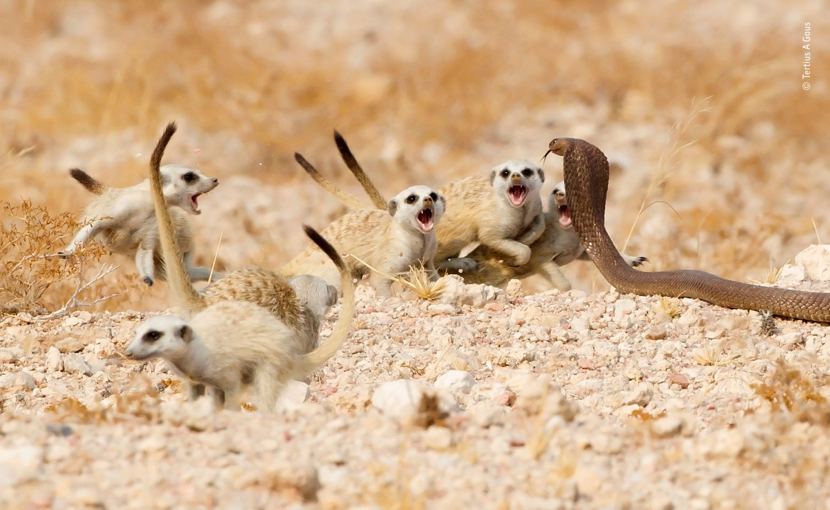 © Tertius-A-Gous - Wildlife Photographer of the Year