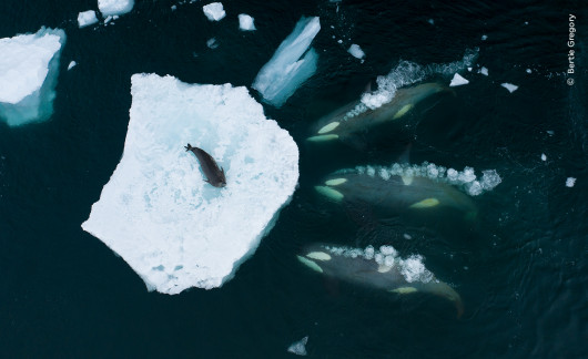 “Whales making waves”, autor: Bertie Gregory, Wielka Brytania 
Zwycięzca w kategorii “Behaviour: Mammals” 
Gregory sfotografował stado orek, które przygotowują się do ataku na fokę Weddella.  Bertie odbył dwie miesięczne wyprawy w poszukiwaniu orek.  Spędziliśmy każdą minutę na dachu łodzi, skanując otoczenie - wspomina.  Po walce z silnym wiatrem i mrozem udało mu się uchwycić to niezwykłe zdarzenie za pomocą drona.  Orki na zdjęciu należą do grupy, specjalizującej się w polowaniu na foki poprzez nacieranie w kierunku lodu, tworząc falę, która zmywa fokę z kry. Wraz z rosnącymi temperaturami, które topią kry lodowe, foki spędzają więcej czasu na lądzie. Z tego powodu ta strategia polowania u orek może zaniknąć.  
Lokalizacja: Półwysep Antarktyczny, Antarktyda 
 Szczegóły techniczne: DJI Mavic 2 Pro + Hasselblad L1D-20c + 28 mm f/2.8; 1/120 s; f4; ISO 100
