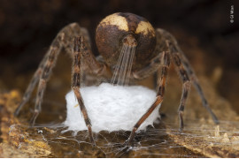 fot. Gil Wizen, "Spinning the cradle", nagroda w kat. Behaviour: Invertebrates / Wildlife Photographer of the Year 2021<br></br><br></br>Gil Wizen (Izrael/Kanada) pod luźną korą znalazł pająka, który wyciągał nić z gruczołów przędnych, by złożyć w niej swoje jaja,  Jakiekolwiek zakłócenie mogłoby spowodować, że pająk porzuciłby swój projekt, fotograf musiał więc bardzo uważać. „Działanie gruczołów przędnych przypominało mi ruchy ludzkich palców podczas tkania” - mówi Gil.<br></br><br></br>Te pająki są powszechne na terenach podmokłych i umiarkowanych w lasach wschodniej Ameryki Północnej. W jednym utkanym worku potrafią złożyć nawet  ponad 750 jaj. Pająki te noszą ze sobą jaja aż do wyklucia.