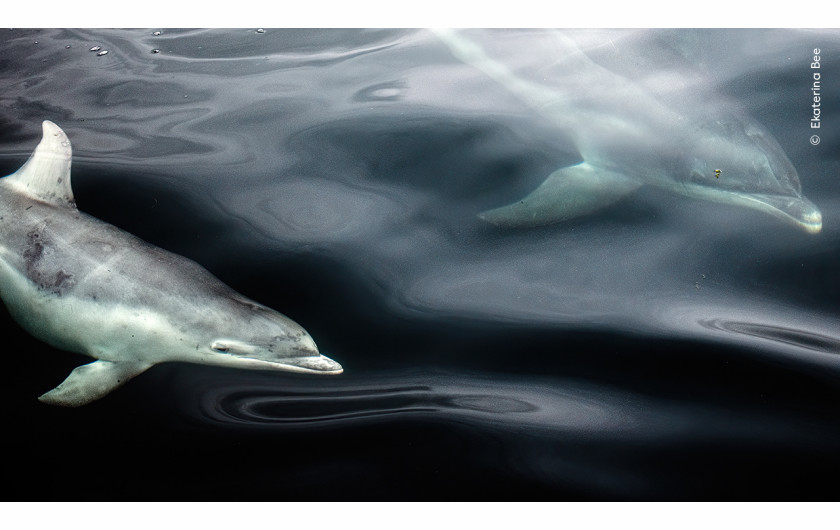 “Out of the blue”, fot. Ekaterina Bee, Włochy 
Zwycięzca  w kategorii “11-14 lat”  
Ekaterina Bee dzieli się swoim intymnym spotkaniem z delfinami butlonosymi.  Podróż Ekateriny na zachodnie wybrzeże Szkocji była pełna spotkań z dziką przyrodą, ale delfiny butlonose były nieoczekiwaną niespodzianką. Wykonała to zdjęcie z łodzi. Kadr podkreśla wzory na powierzchni wody utworzone przez ruchy delfinów.  Delfiny butlonose występują w oceanach na całym świecie, z wyjątkiem regionów polarnych. Żyjąc w małych grupach, są zwierzętami wysoce społecznymi i jednymi z najlepszych drapieżników morskich żyjących w wodach Szkocji.  
Lokalizacja: Portree, Isle of Skye, Szkocja, Wielka Brytania  
Szczegóły techniczne: Nikon D5600 + Nikkor AF-S DX 18-55 mm f/3.5-5.6G VR; 1/1600 s, f,4.8; ISO 320
