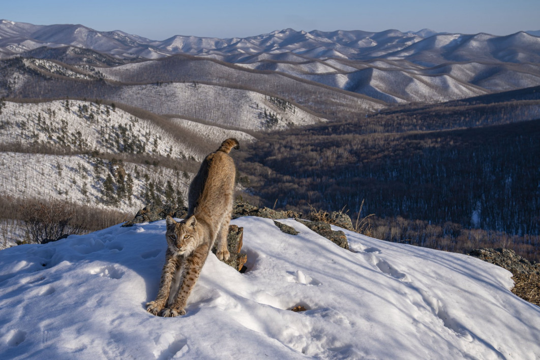 <strong>Frontier of the Lynx, fot. Igor Metelskiy, Rosja, Zwycięzca w kategorii Animals in their Environment, Wildlife Photographer of the Year 2024</strong><br/>
Igor Metelskiy prezentuje rysia rozciągającego się we wczesnym wieczornym słońcu, którego ciało odzwierciedla pofałdowane pustkowie.
Odległa lokalizacja i zmienne warunki pogodowe sprawiły, że dostęp do tego miejsca - i transport sprzętu - był wyzwaniem. Igor umieścił swój aparat w pobliżu tropów pozostawionych przez rysia.
Potrzeba było ponad sześciu miesięcy oczekiwania, aby uzyskać ten obraz nieuchwytnego rysia. W badaniu przeprowadzonym w 2013 r. oszacowano, że cała rosyjska populacja rysi liczy około 22 500 osobników, z liczbą 5 890 na rosyjskim Dalekim Wschodzie, w tym w Kraju Nadmorskim.<br/>
Sprzęt: Sony A7 IV + 24-70 mm f/2.8; 1/500, f/5.6, ISO 100; kontroler Scout + czujnik ruchu PIR
